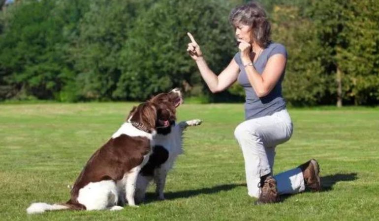 dois cães sendo adestrados com apito para cães em um parque.