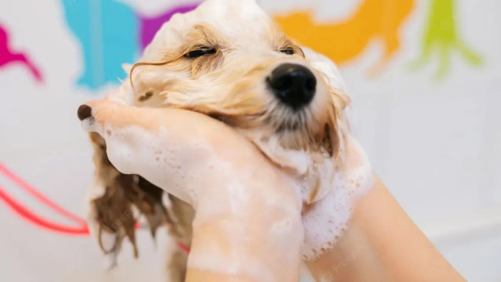 um cachorro tomando banho.