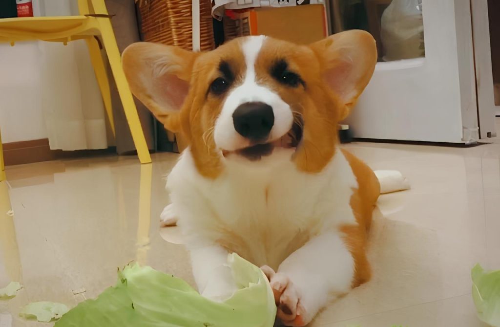 um cachorro ao chão comendo um pedaço de couve.