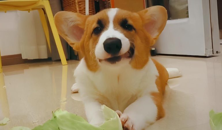 um cachorro deitado ao chão com uma folha de couve.