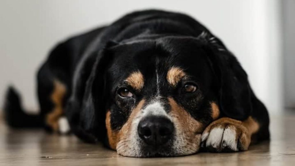 um cão deitado descansando por causa das sarnas