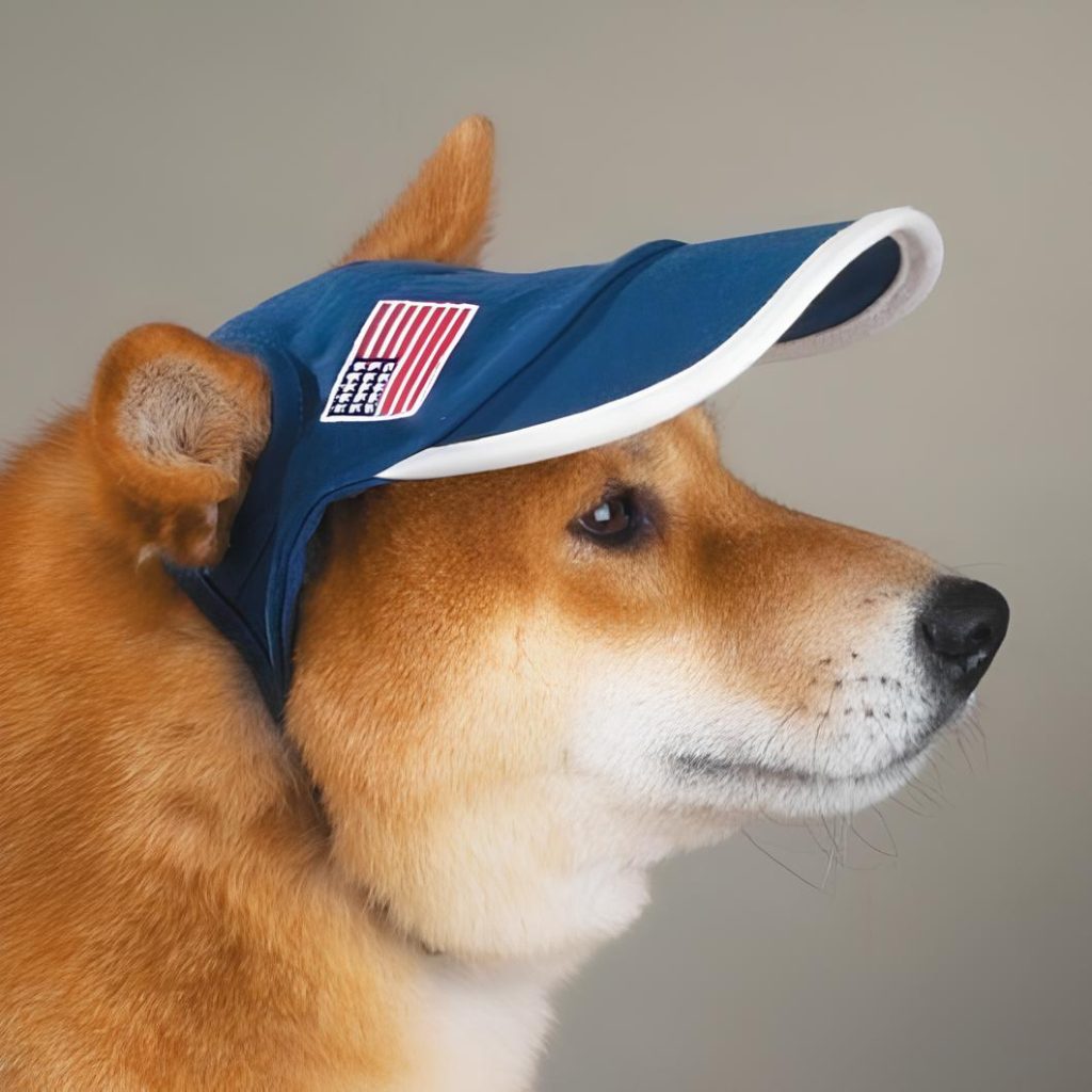 um cachorro com um boné para cachorro.