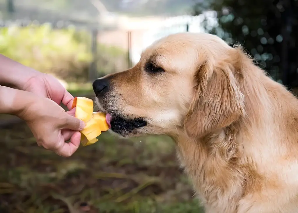 um cachorro comendo uma manga.