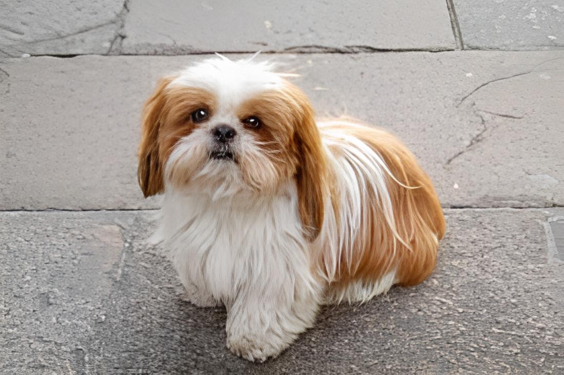 um cão da raça shih tzu