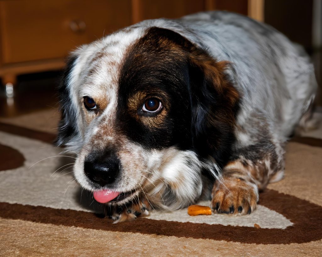 um cachorro deitado sentido dor.