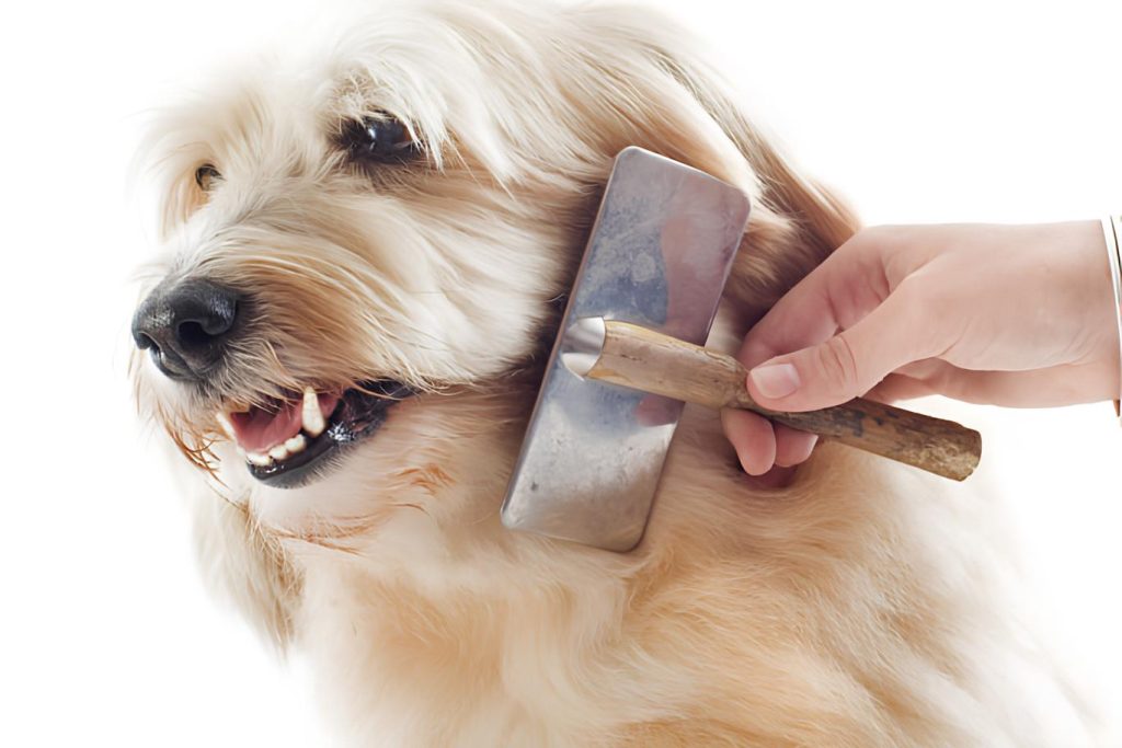 um cachorro sendo penteando seu pelo.