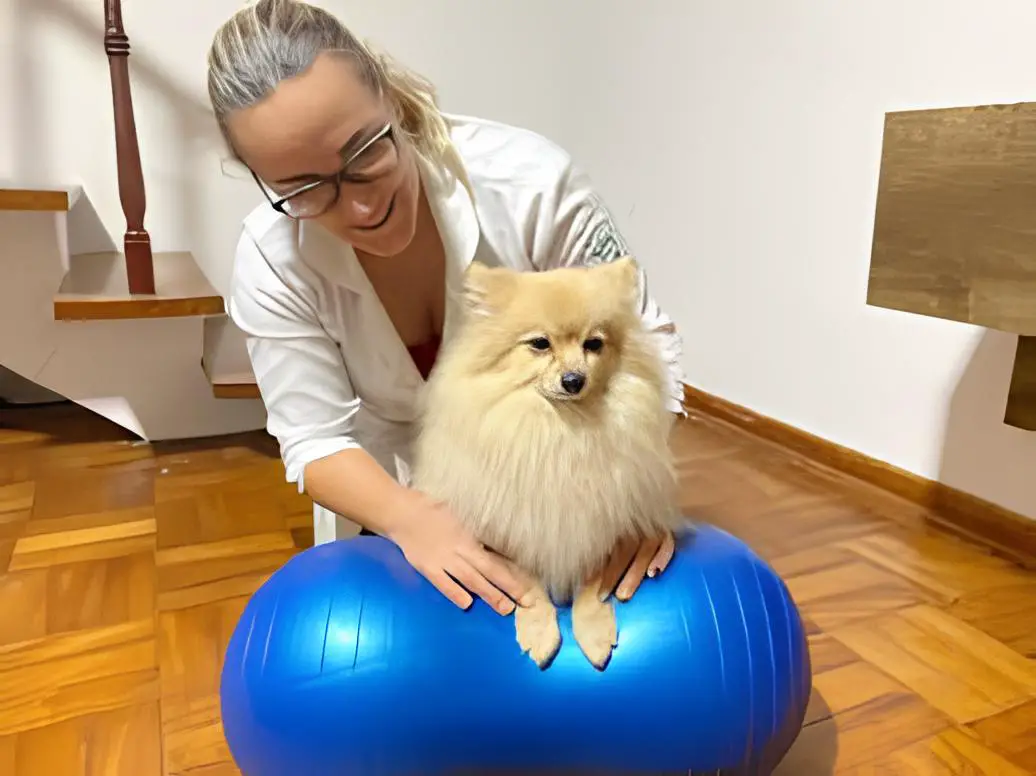 um lulu d apomerânia fazendo fisioterapia em uma bola.
