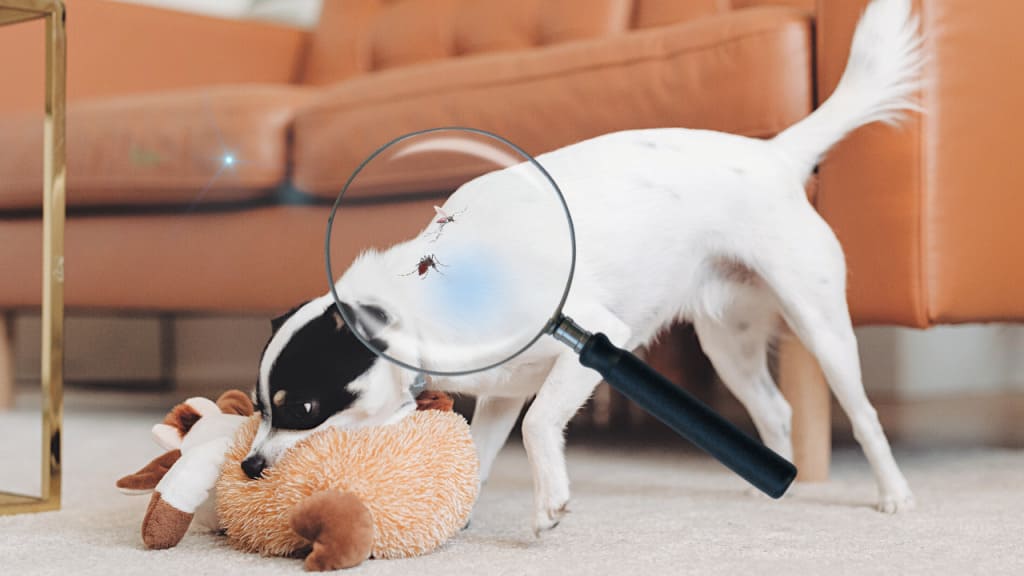 um cachorro com moscas e mosquitos em cima dele, precisa fazer uso de repelente para cachorro.
