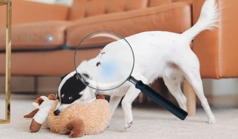 um cachorro brincando e em cima dele mosquitos