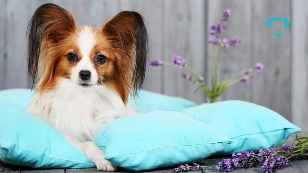 um cachorro deitado em uma caminha de banho tomado e passado perfume pet.