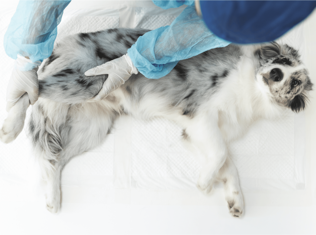 um cachorro deitado se recuperando de uma cirurgia de castração.