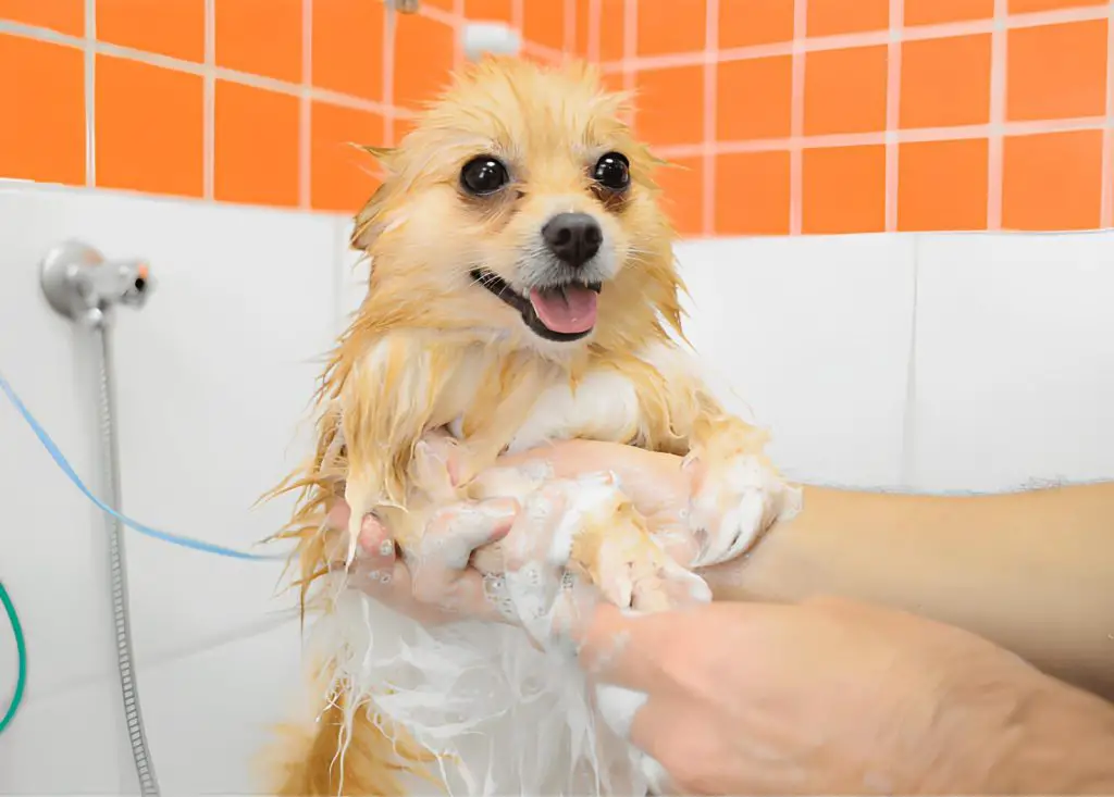 um lulu da pomerânia tomando banho.