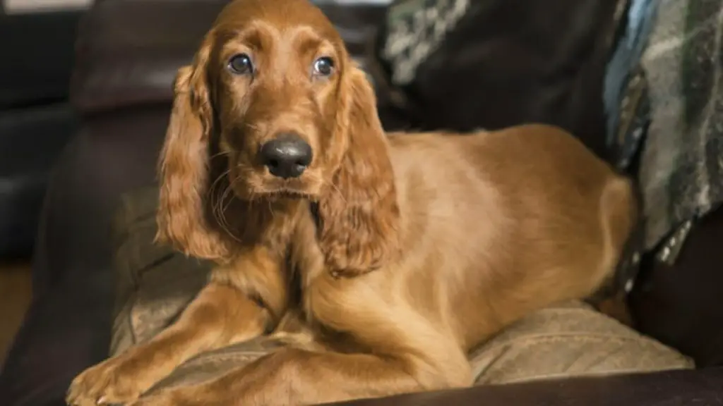 um cachorro deitado descansando.