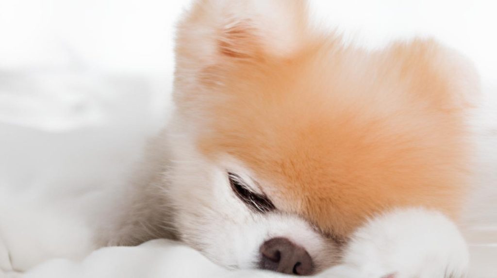 um lulu da pomerânia deitado sentindo cólica