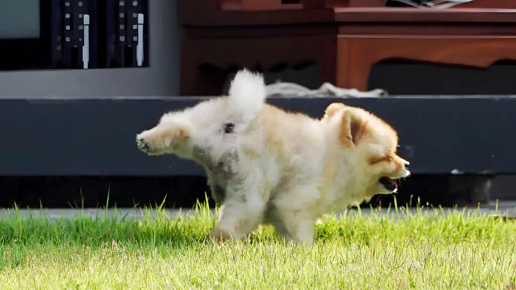 um cachorro lulu da pomerânia em um jardim fazendo xixi