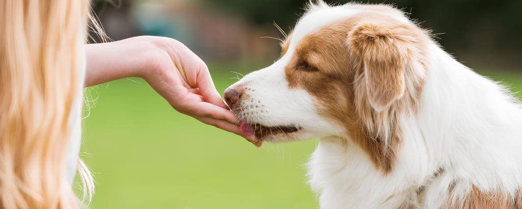 um menina dando um petisco natural para um cachorro.