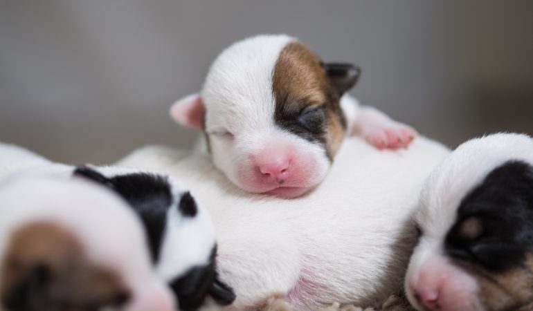 quatro filhotes recém nascidos juntos com olhos fechados dormindo