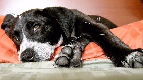 um cão deitado descansando