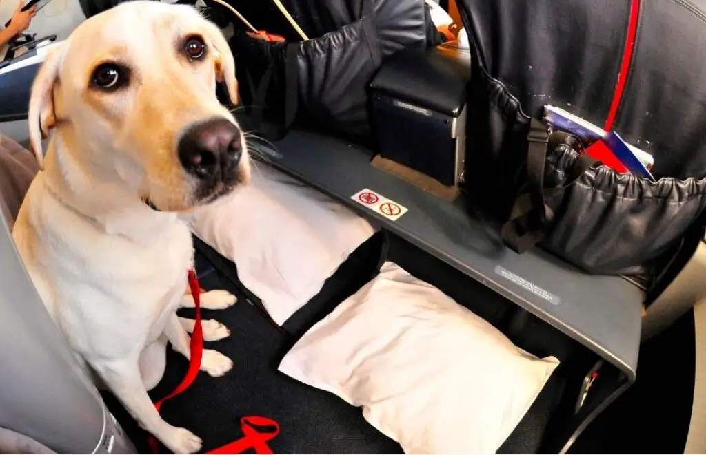 um cachorro sentado em uma poltrona  esperando decolagem para viagem