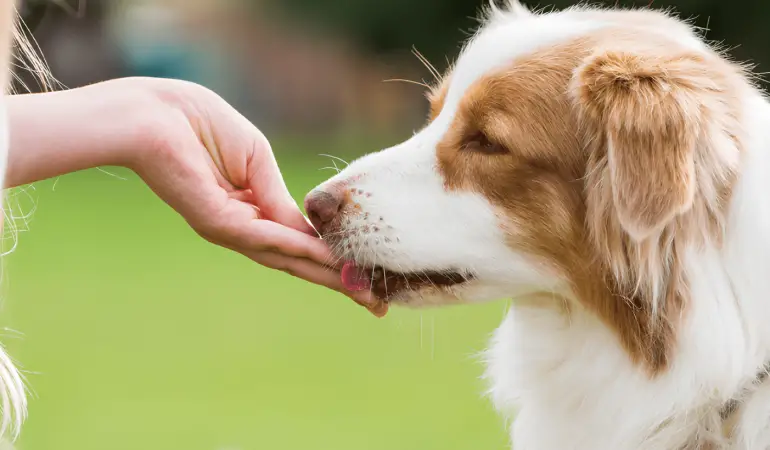 um cachorro comendo um petisco natural da mão de sua tutora.