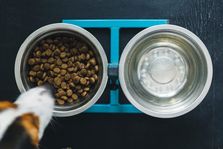 bebedouro e comedouro de alumínio de cachorros