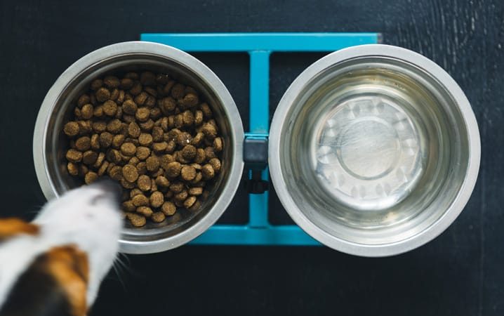 um cachorro com um pote de ração e água em sua frente.