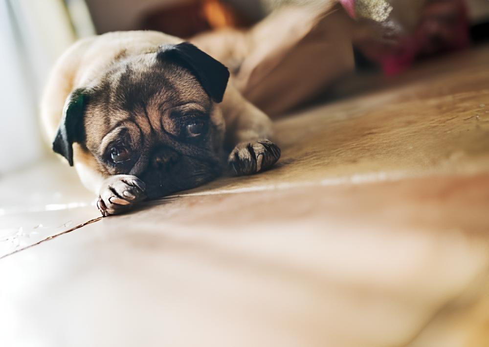 uma cadela ao chão com sintomas de menopausa