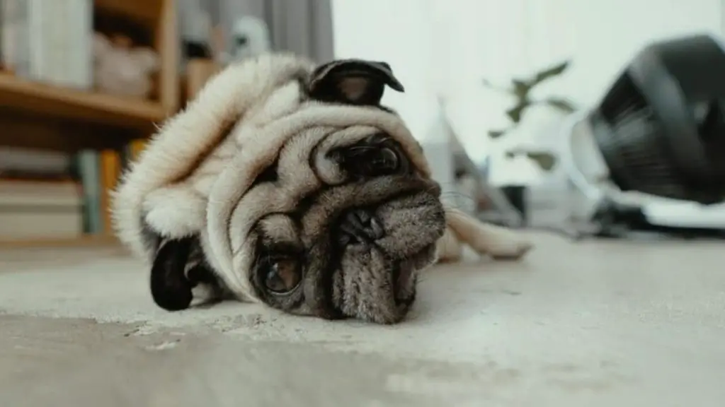 um cachorro deitado no chão descansando