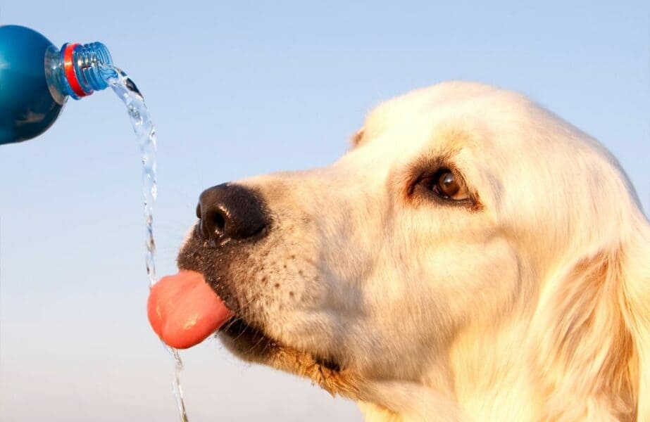 um cachorro sendo hidratado com soro caseiro