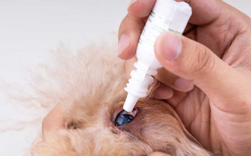 um cão recebendo gotas de colírio em seus olhos.