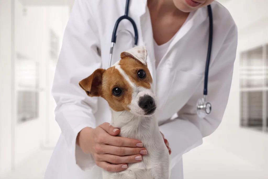 um cachorro em um consultório veterinário.