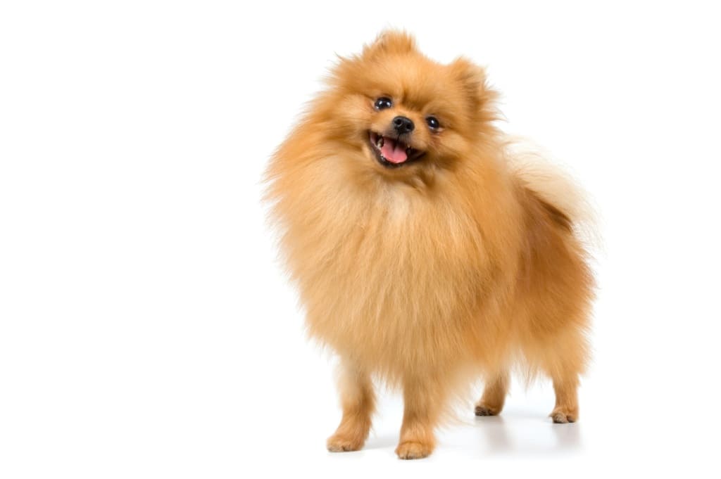 um lulu da pomerânia na pelagem creme.
