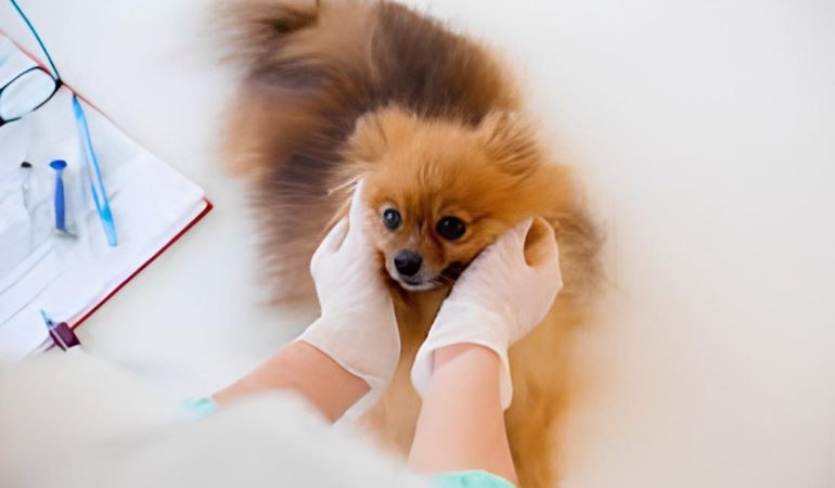 um cão da raça lulu da pomerãnia sendo examinado por um veterinário