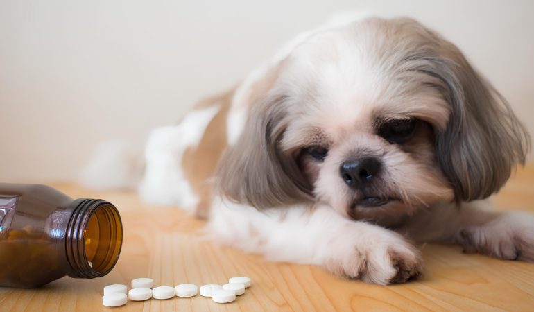 um cachorro deitado e ao lado dele um frasco de anti-inflamatórios.