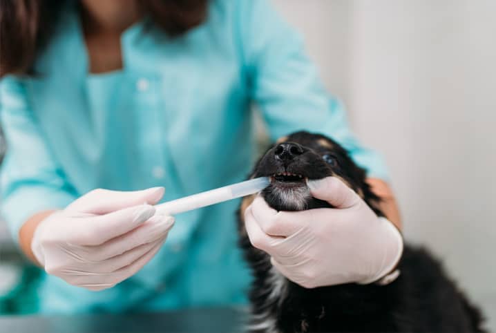 um lulu da pomerânia sendo medicado para controlar crise de espirro reverso.