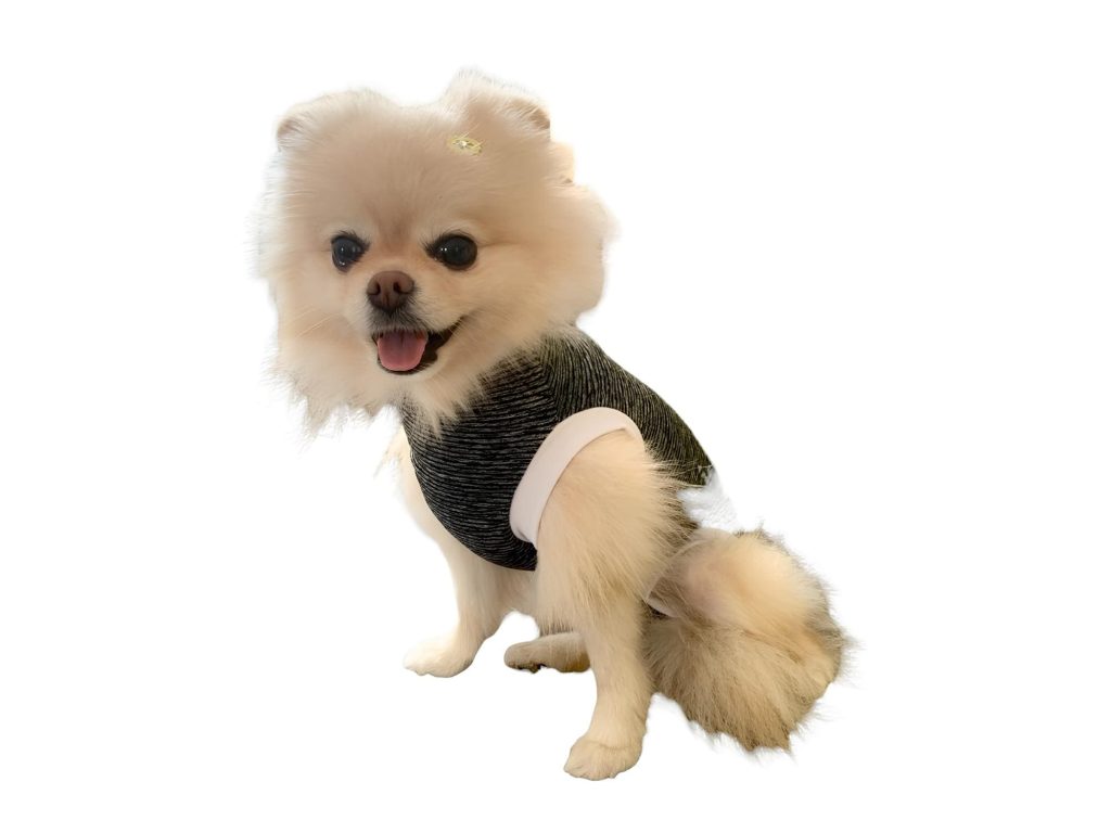 um lulu da pomerânia com uma roupa pós cirurgica.