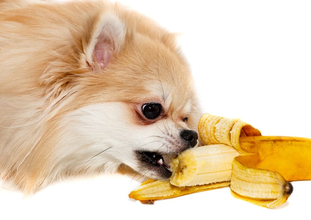 um lulu da pomerânia comendo banana.