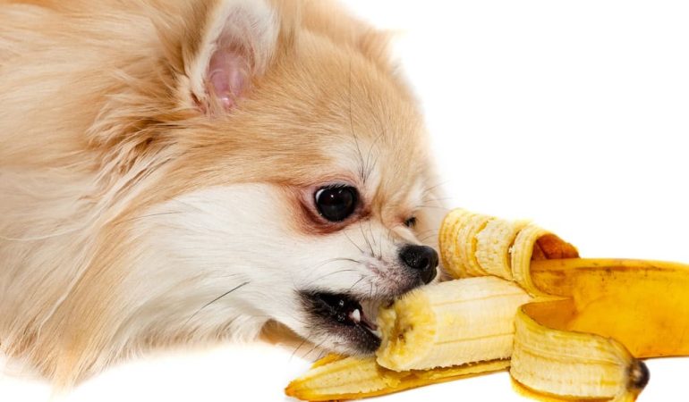 um lulu da pomerânia comendo bananas.