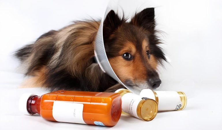 um cachorro deitado e em sua frente frascos de Doxiciclina