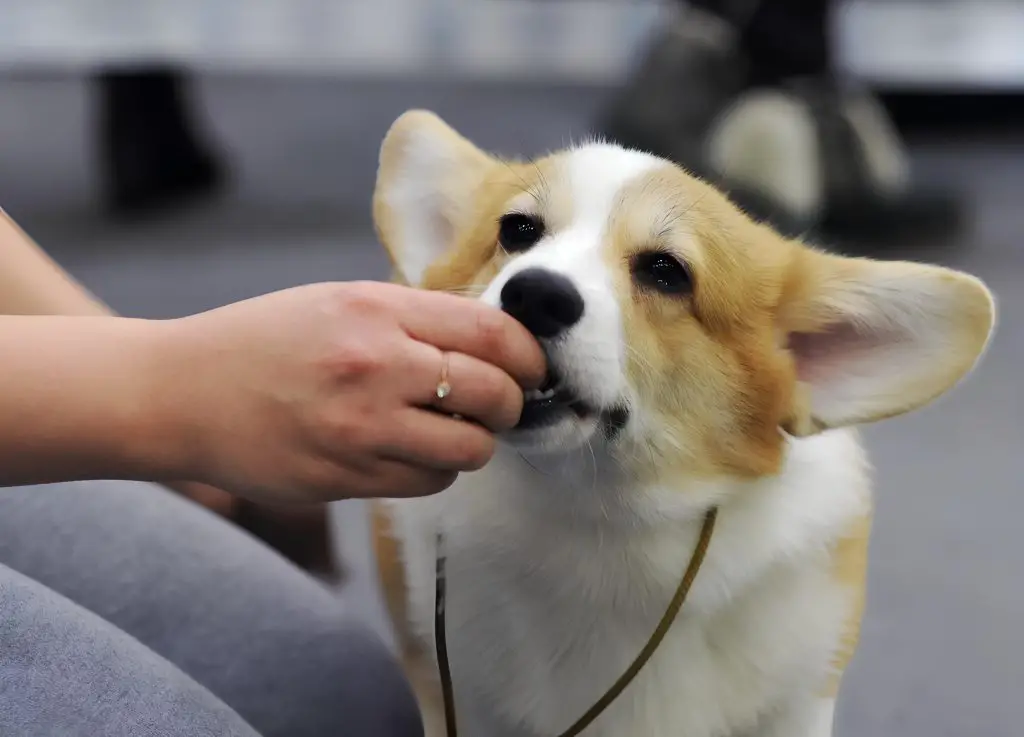 uma tutora dando para seu cachorro ômega 3.