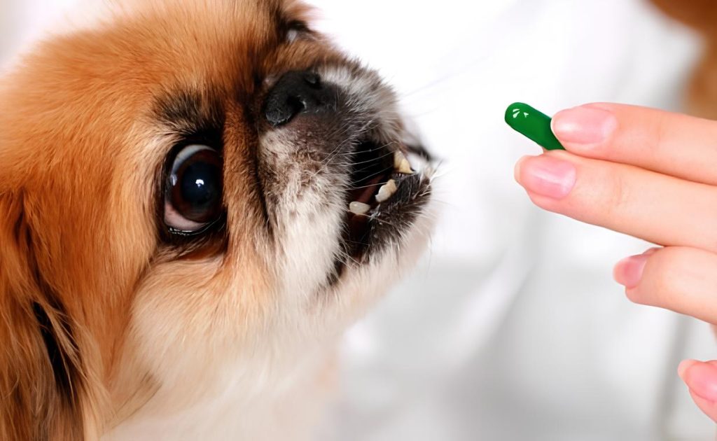 um cachorro sendo medicado com um comprimido de omeprazol.