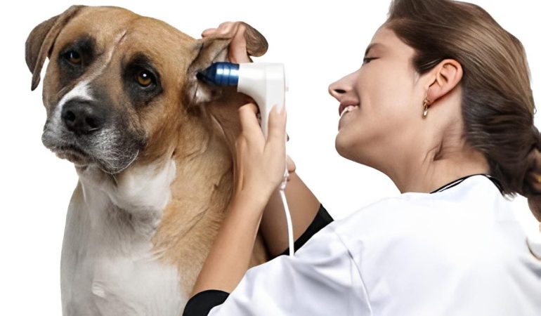 um cachorro sendo avaliado em um consultório veterinário por causa de uma otite canina.