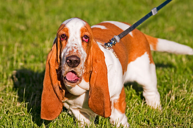 um cachorro em um gramado passeando com o olho vermelho