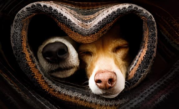 dois cães juntos dormindo em volta de um cobertor só com o focinho de fora.