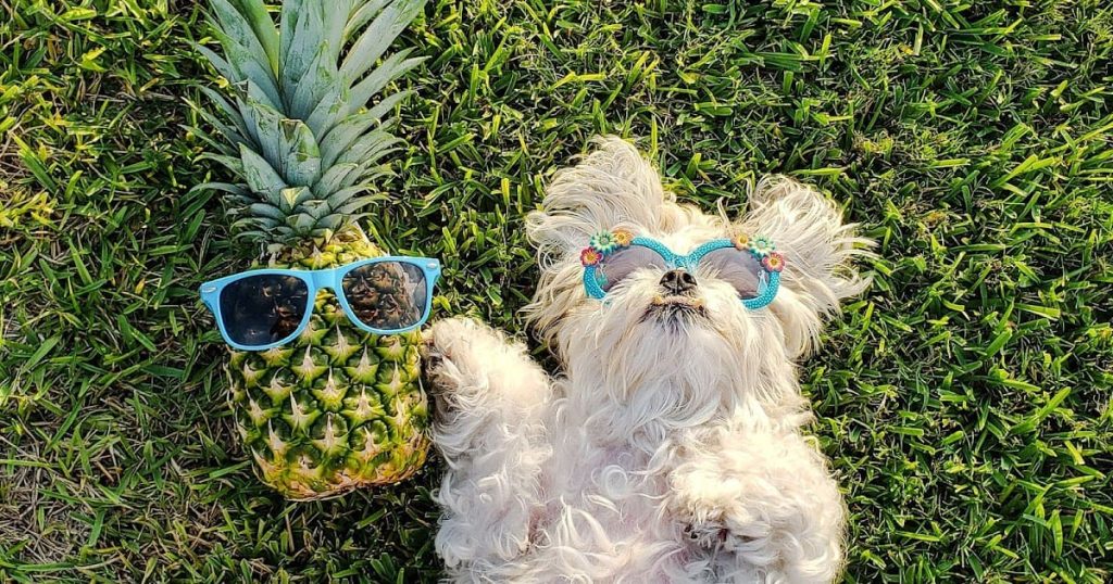 um cachorro deitado em um gramado usando óculos de sol infantil e ao seu lado um abacaxi de óculos.
