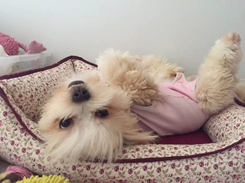 um cão deitado descansando em uma caminha.