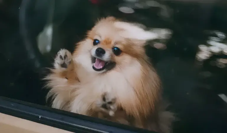 um cachorro da raça lulu da pomerânia trancado dentro de um carro