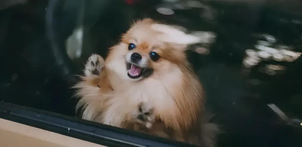 um lulu d apomerânia preso dentro do carro.