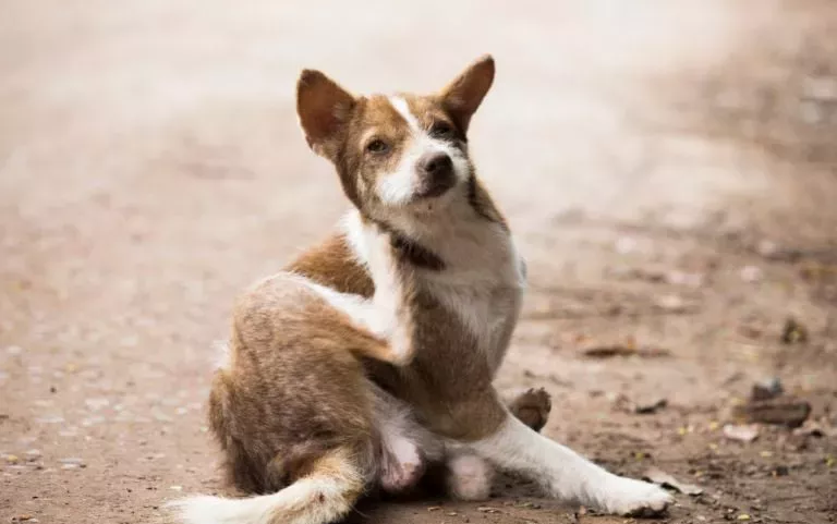 um cão se coçando por causa de sarnas