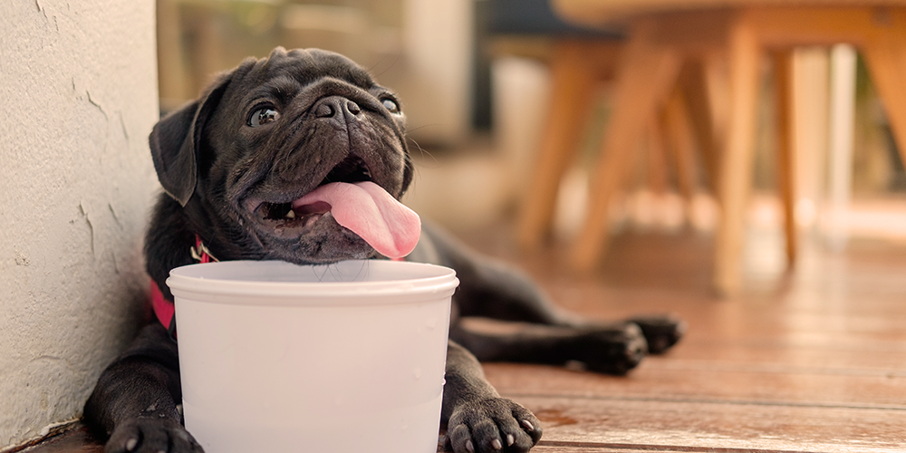 um cachorro com seu pote de água gelada